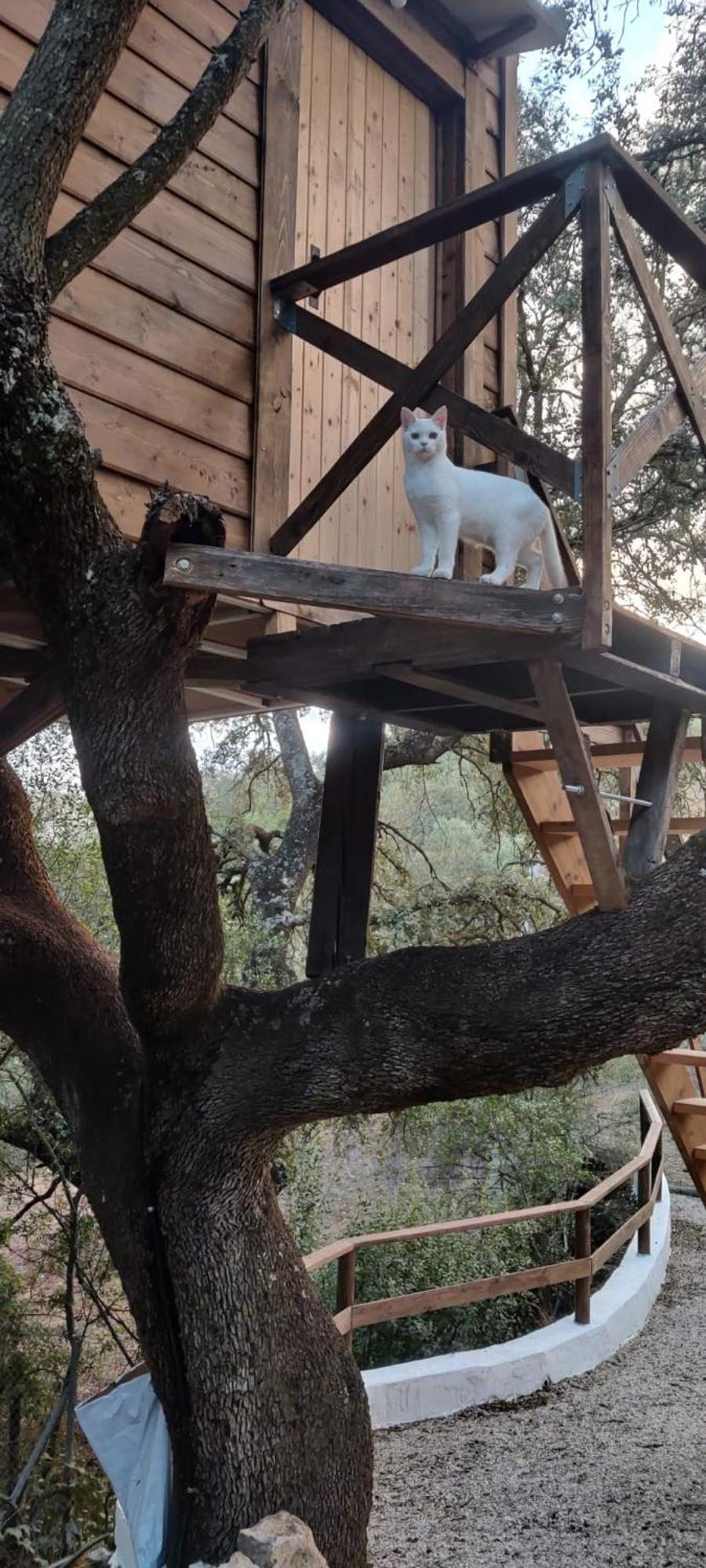 Cabana Del Arbol Lavagarural Villanueva del Rosario Exteriör bild